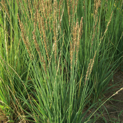 MOLINIA caerulea 'Moorhexe' MOLINIA caerulea 'Moorhexe'
