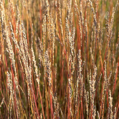 MOLINIA caerulea 'Moorhexe' MOLINIA caerulea 'Moorhexe'