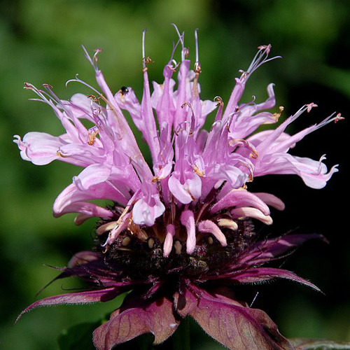 MONARDA 'Beauty of Cobham' MONARDA 'Beauty of Cobham'