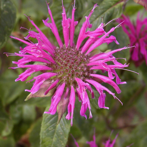 MONARDA 'Blaustrumpf' MONARDA 'Blaustrumpf'