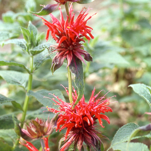 Plantes Vivaces MONARDA 'Cambridge Scarlet' - Monarde (Thé d'Oswego) en  vente - Pépinière Lepage