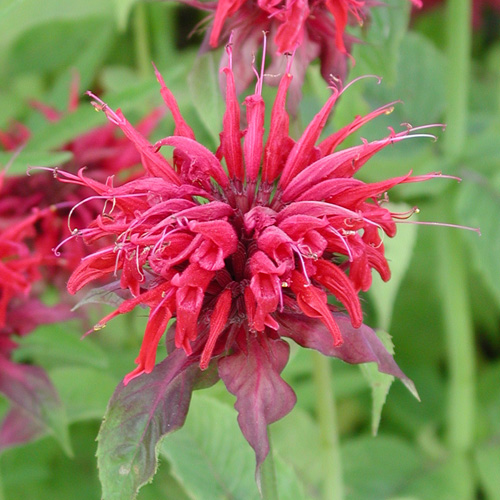 MONARDA 'Cambridge Scarlet' MONARDA 'Cambridge Scarlet'
