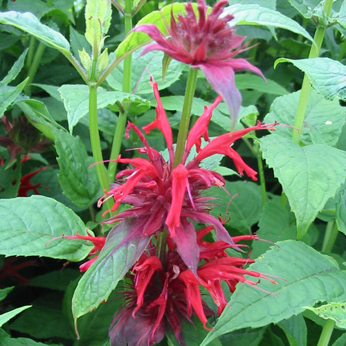 MONARDA 'Cambridge Scarlet' MONARDA 'Cambridge Scarlet'