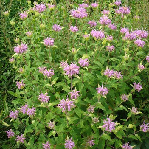 MONARDA fistulosa MONARDA fistulosa