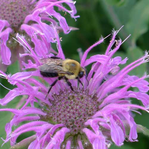 MONARDA fistulosa MONARDA fistulosa