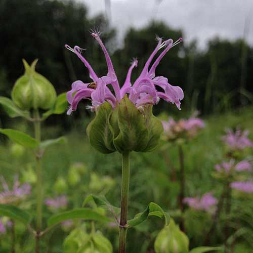 MONARDA fistulosa MONARDA fistulosa