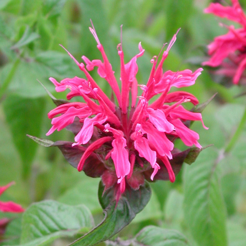 MONARDA 'Mahogany' MONARDA 'Mahogany'