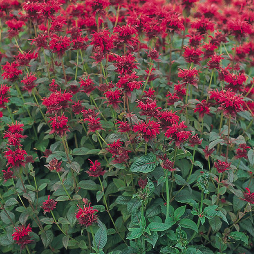 MONARDA 'Panorama' MONARDA 'Panorama'