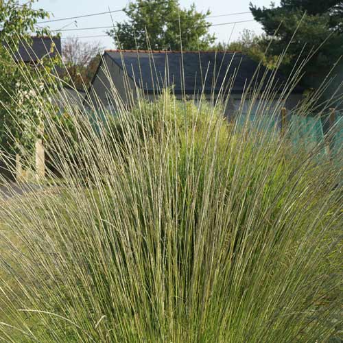 MUHLENBERGIA dubia MUHLENBERGIA dubia