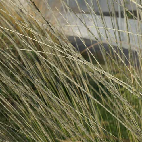 MUHLENBERGIA dubia MUHLENBERGIA dubia