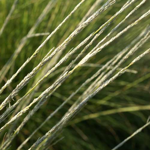 MUHLENBERGIA dubia MUHLENBERGIA dubia