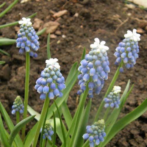 MUSCARI armeniacum 'Valerie Finnis' (lot de 10) MUSCARI armeniacum 'Valerie Finnis' (lot de 10)