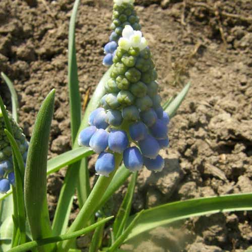MUSCARI armeniacum 'Valerie Finnis' (lot de 10) MUSCARI armeniacum 'Valerie Finnis' (lot de 10)