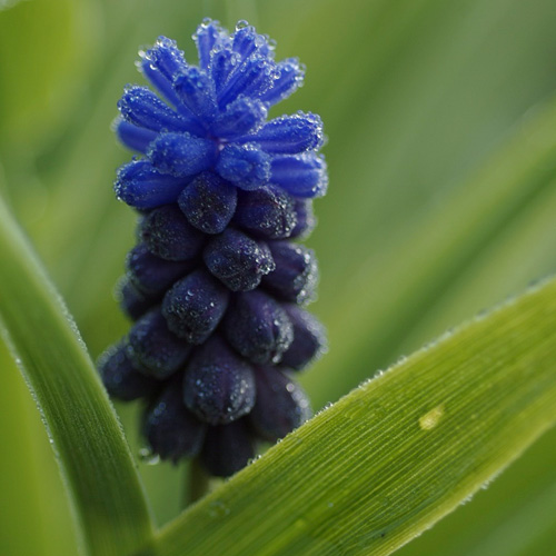 MUSCARI latifolium (lot de 10) MUSCARI latifolium (lot de 10)