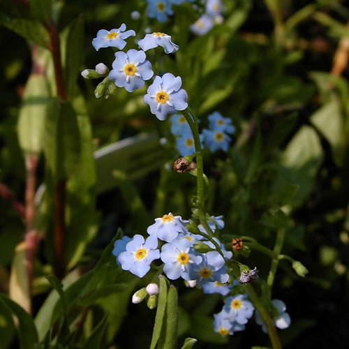 MYOSOTIS palustris MYOSOTIS palustris