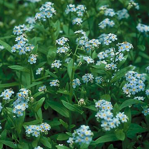 MYOSOTIS palustris MYOSOTIS palustris