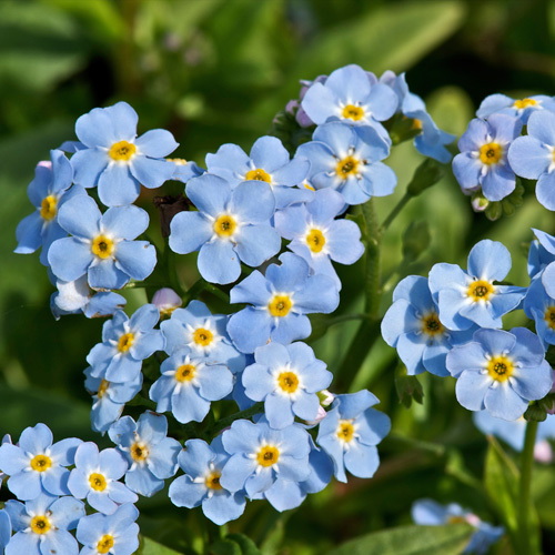 MYOSOTIS palustris MYOSOTIS palustris