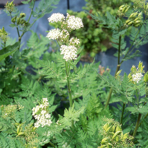 MYRRHIS odorata MYRRHIS odorata