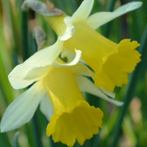 Bulbes NARCISSUS obvallaris - Narcisse - Jonquille en vente - Pépinière  Lepage