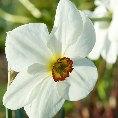 Bulbes NARCISSUS poeticus - Narcisse des poètes en vente - Pépinière Lepage