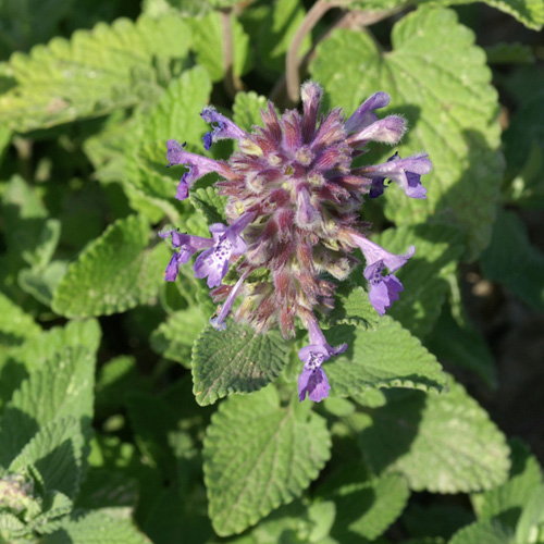NEPETA cataria 'Citriodora' NEPETA cataria 'Citriodora'