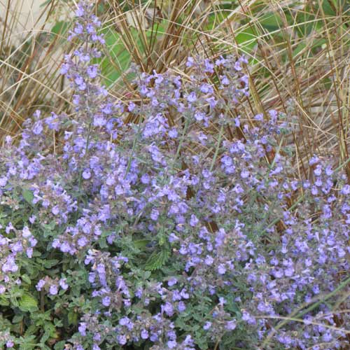 NEPETA 'Cat's Meow' NEPETA 'Cat's Meow'