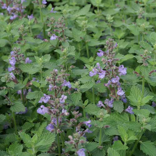 NEPETA 'Cat's Meow' NEPETA 'Cat's Meow'