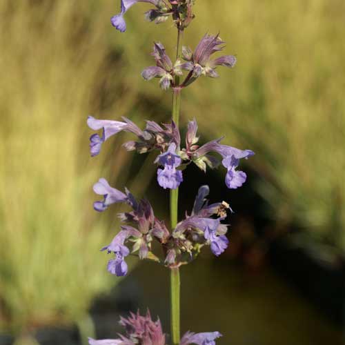 NEPETA 'Cat's Meow' NEPETA 'Cat's Meow'