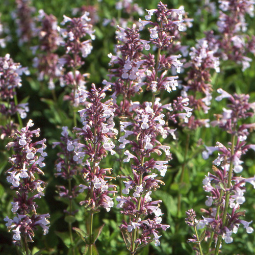 NEPETA grandiflora 'Dawn to Dusk' NEPETA grandiflora 'Dawn to Dusk'