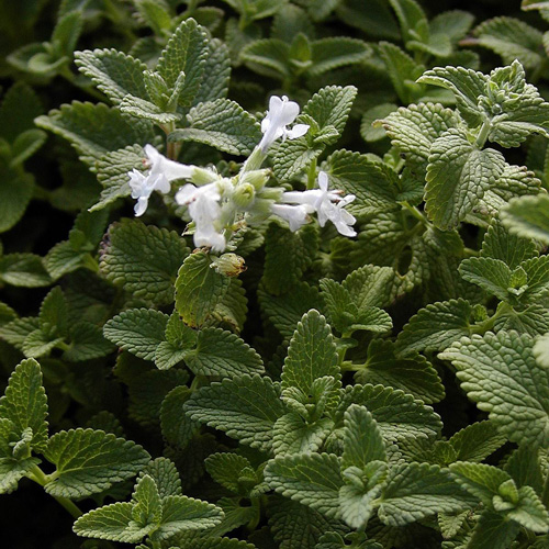 NEPETA racemosa 'Snowflake' (faassenii) NEPETA racemosa 'Snowflake' (faassenii)