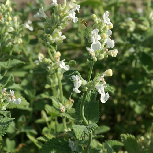 NEPETA racemosa 'Snowflake' (faassenii) NEPETA racemosa 'Snowflake' (faassenii)