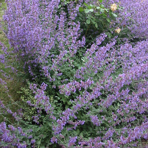 NEPETA 'Six Hills Giant' (Faassenii Group) NEPETA 'Six Hills Giant' (Faassenii Group)