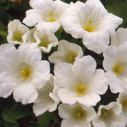 NIEREMBERGIA repens NIEREMBERGIA repens