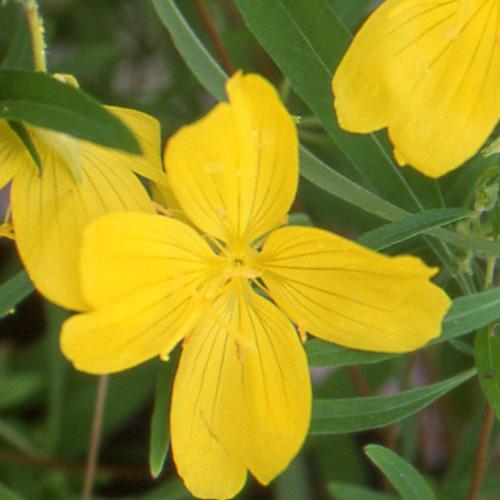 OENOTHERA 'African Sun' ® OENOTHERA 'African Sun' ®