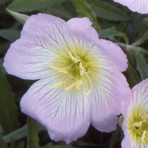 OENOTHERA speciosa OENOTHERA speciosa