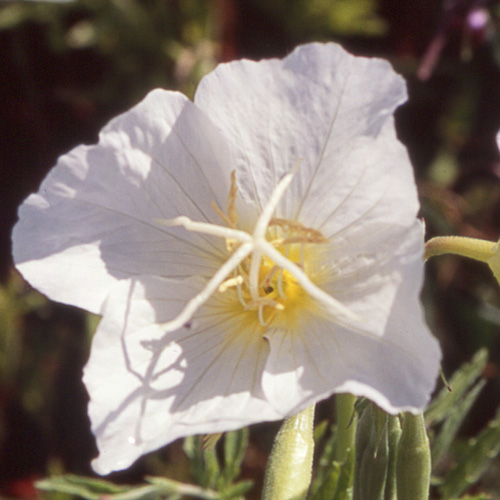 OENOTHERA speciosa 'Alba' OENOTHERA speciosa 'Alba'