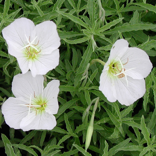 OENOTHERA speciosa 'Alba' OENOTHERA speciosa 'Alba'