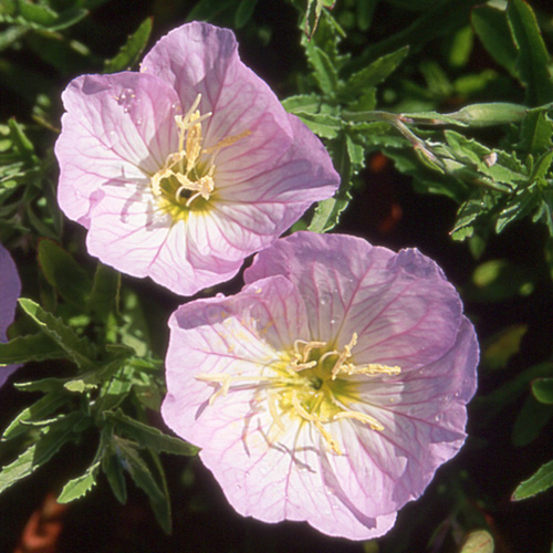 OENOTHERA speciosa 'Siskiyou' OENOTHERA speciosa 'Siskiyou'