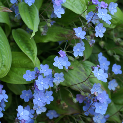 OMPHALODES verna OMPHALODES verna