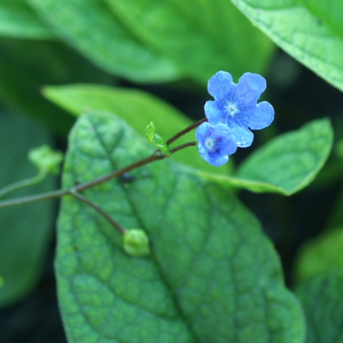 OMPHALODES verna OMPHALODES verna