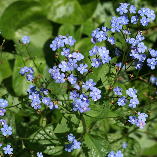 OMPHALODES verna OMPHALODES verna