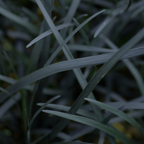 OPHIOPOGON planiscapus 'Black Dragon' OPHIOPOGON planiscapus 'Black Dragon'