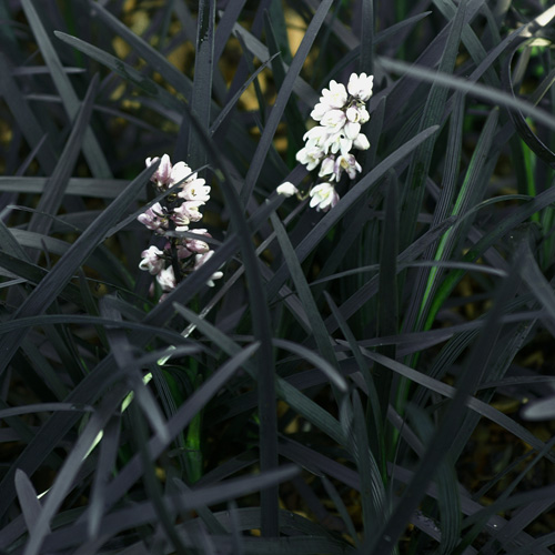 OPHIOPOGON planiscapus 'Black Dragon' OPHIOPOGON planiscapus 'Black Dragon'