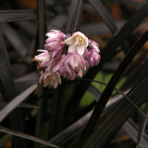 OPHIOPOGON planiscapus 'Niger' OPHIOPOGON planiscapus 'Niger'