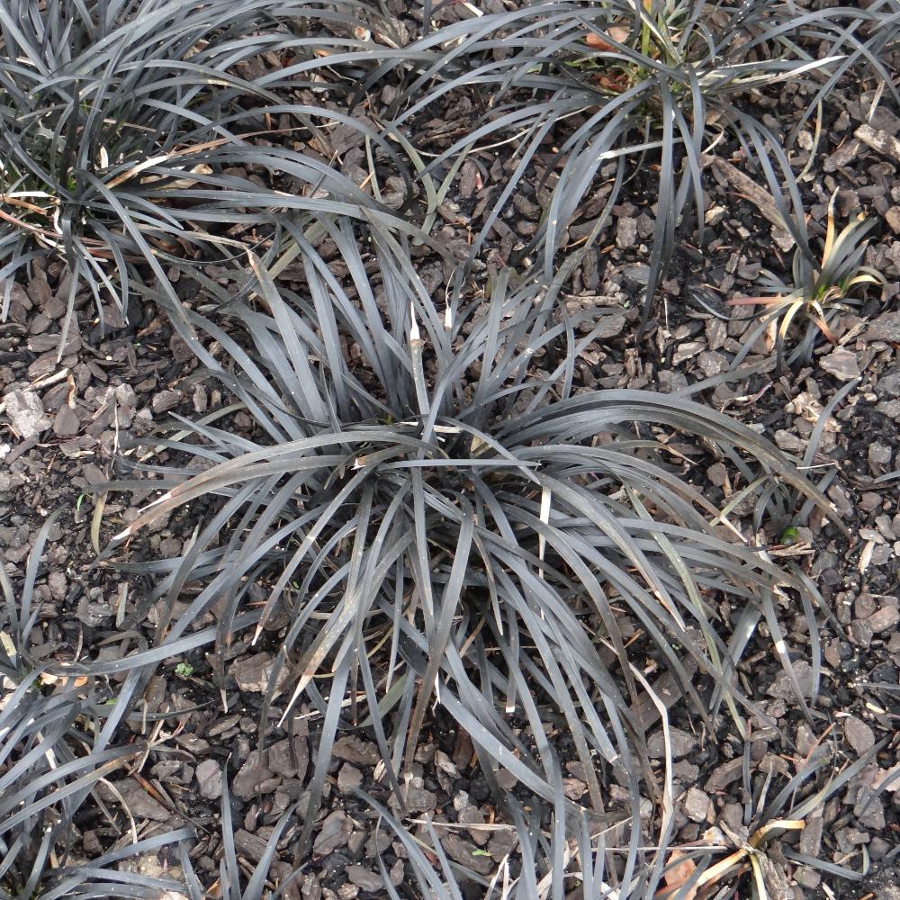 OPHIOPOGON planiscapus 'Niger' OPHIOPOGON planiscapus 'Niger'