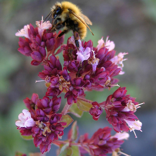 ORIGANUM 'Rosenkuppel' ORIGANUM 'Rosenkuppel'