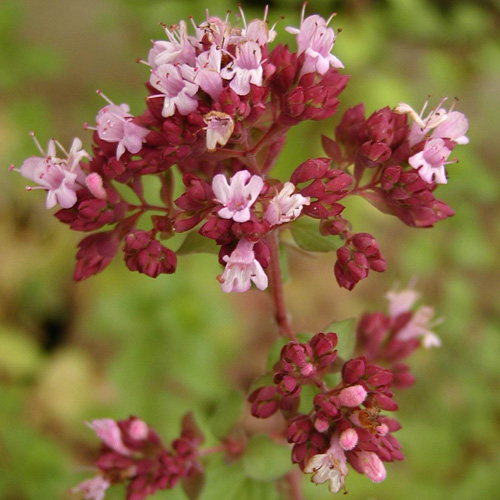 ORIGANUM 'Rosenkuppel' ORIGANUM 'Rosenkuppel'