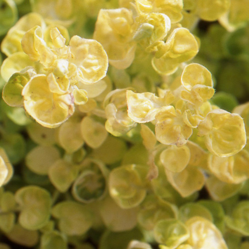 ORIGANUM vulgare 'Aureum' ORIGANUM vulgare 'Aureum'