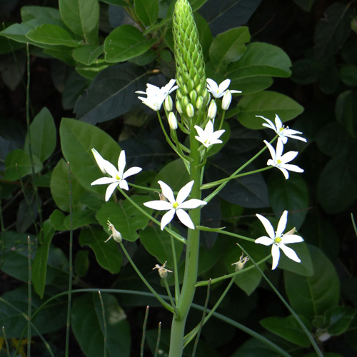 ORNITHOGALUM magnum (lot de 3) ORNITHOGALUM magnum (lot de 3)