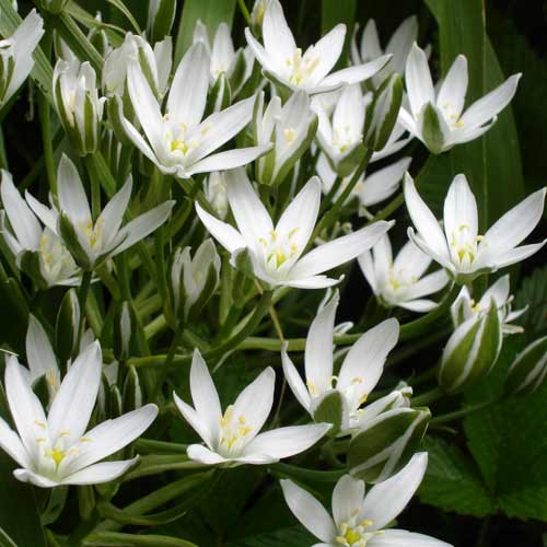 ORNITHOGALUM magnum (lot de 3) ORNITHOGALUM magnum (lot de 3)